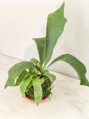 Fern Staghorn-Kokedama