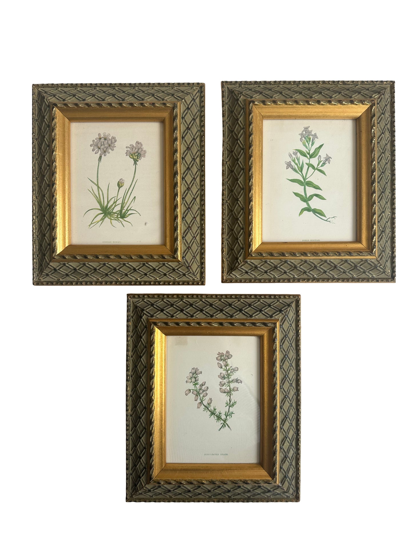 Antique Botanical Prints- Set of 3