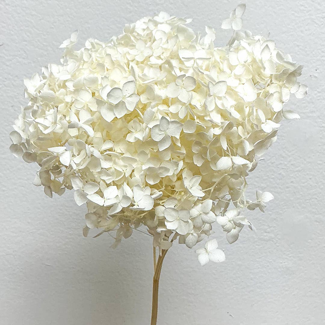 Preserved Hydrangea Flower - White (S06)
