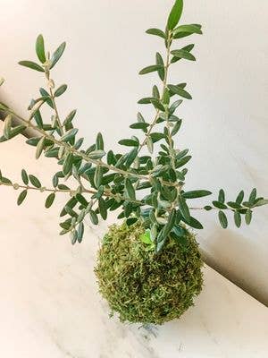 Olive Tree Kokedama