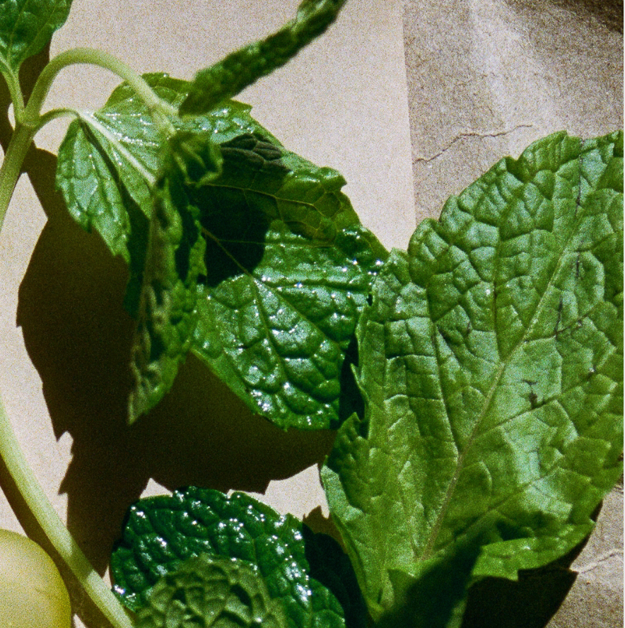 Raazi Peppermint Tea