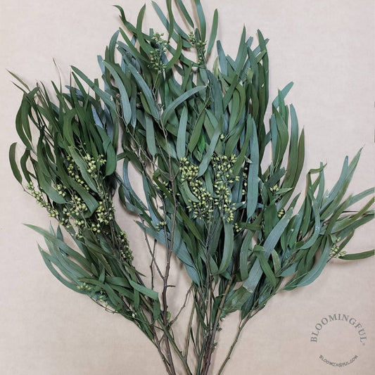 Preserved Seeded Willow Eucalyptus