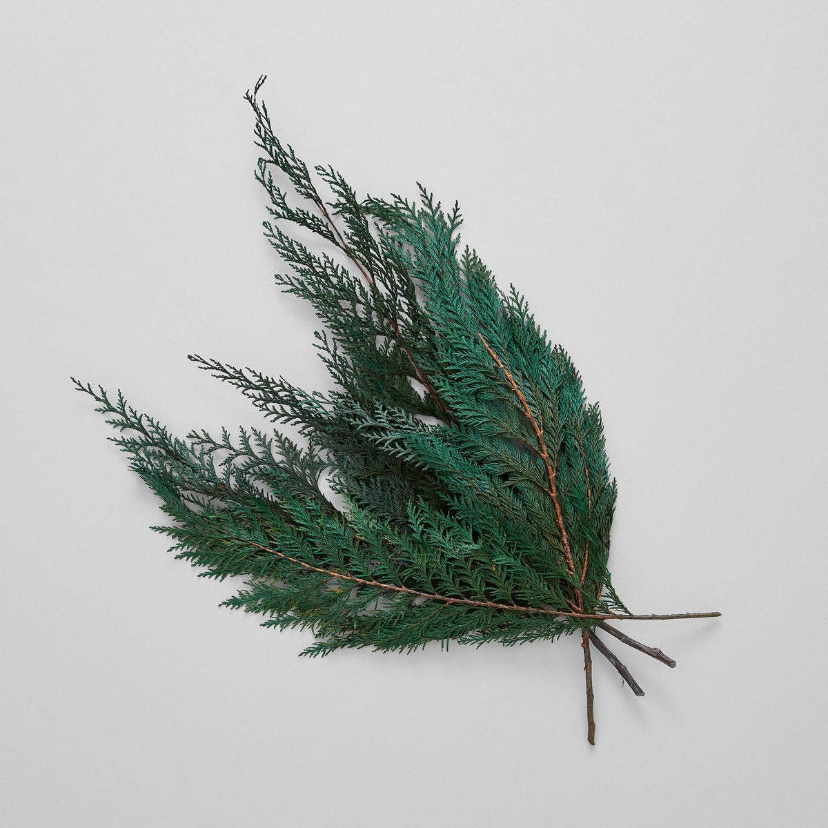 Preserved Cedar Bunch