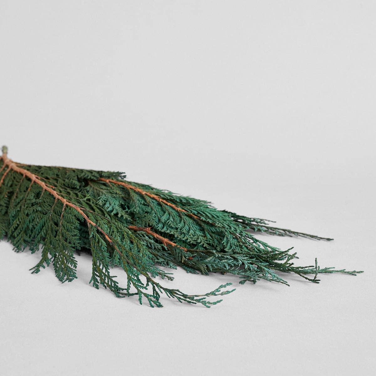 Preserved Cedar Bunch