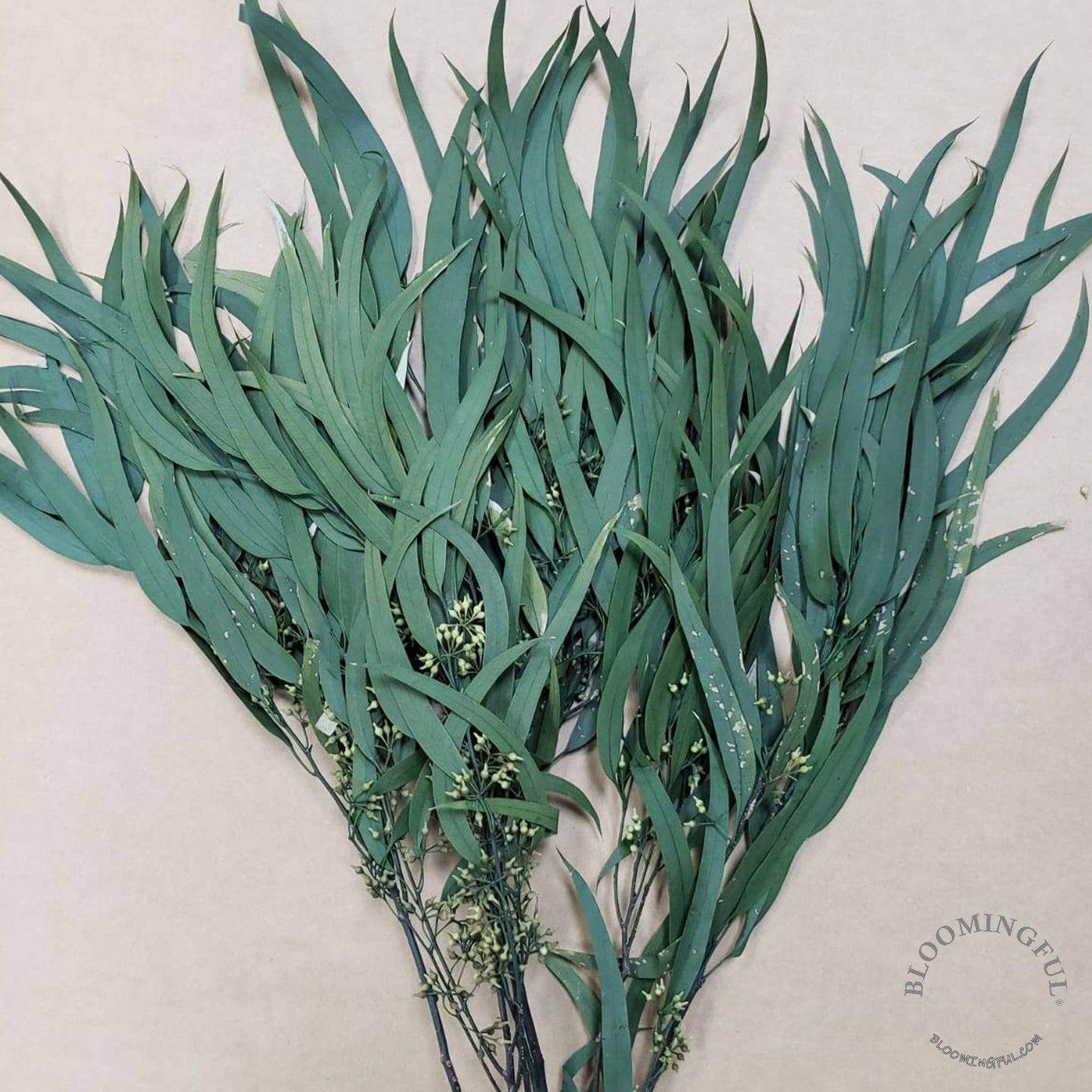 Preserved Seeded Willow Eucalyptus