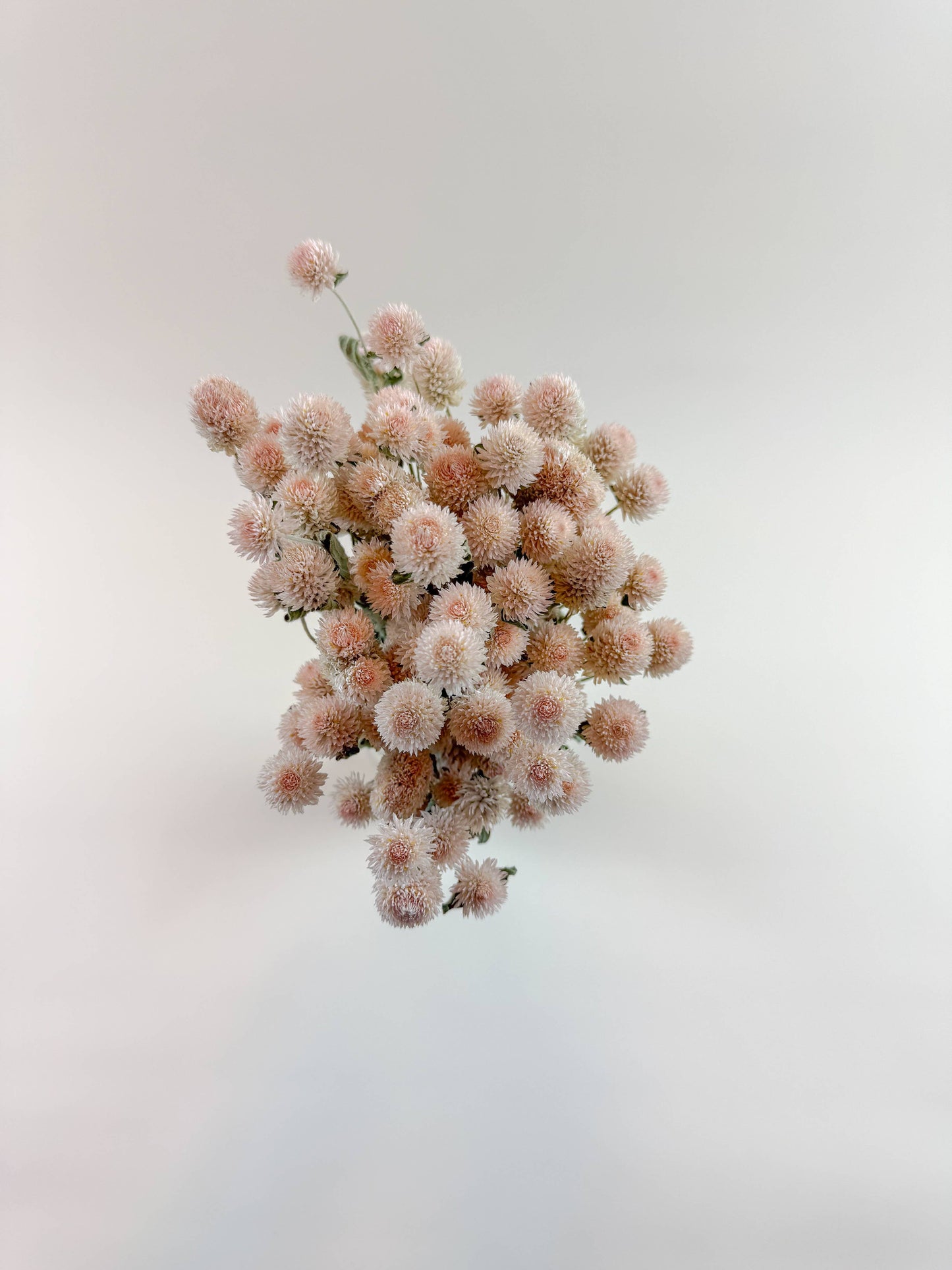 Peaches and Cream Globe Amaranth – Naturally Dried Flowers