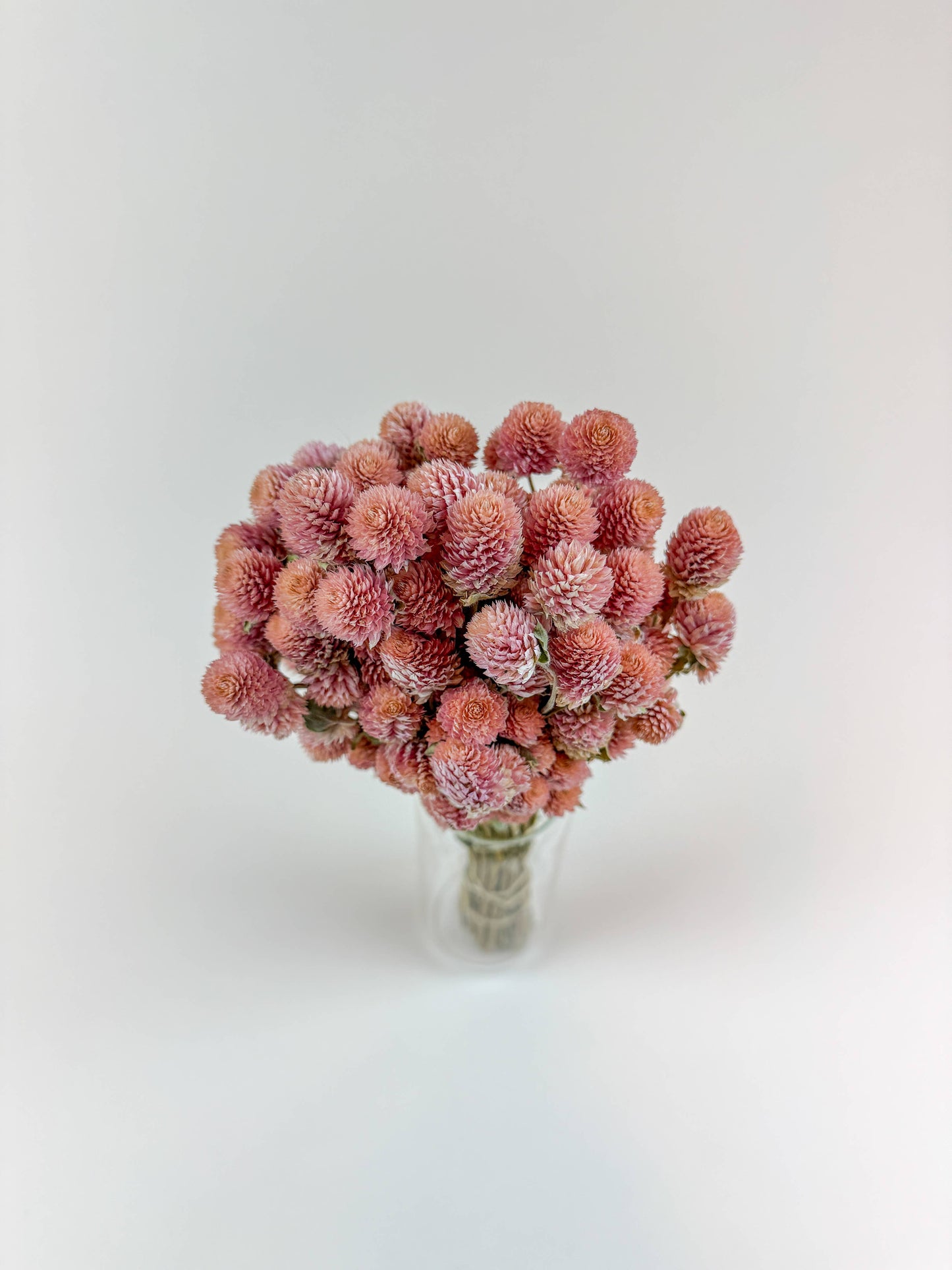 Rose Pink Globe Amaranth - Naturally Dried Flowers