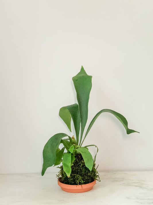 Fern Staghorn-Kokedama