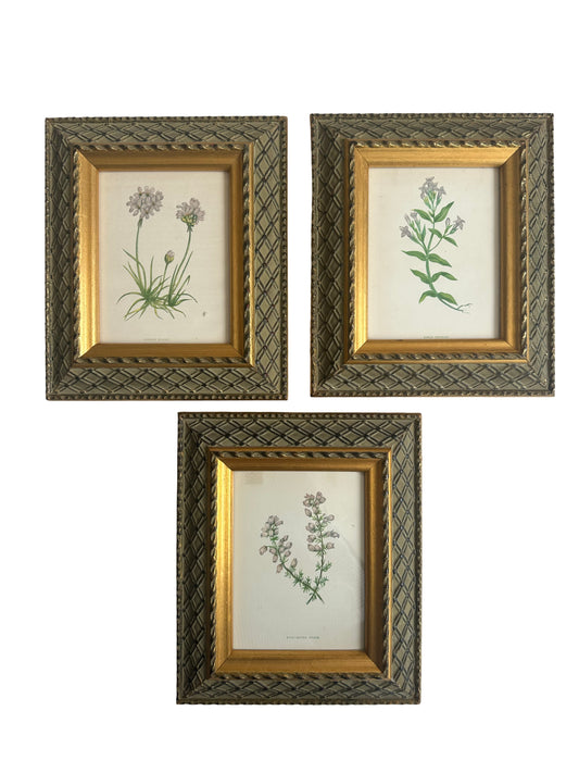 Antique Botanical Prints- Set of 3
