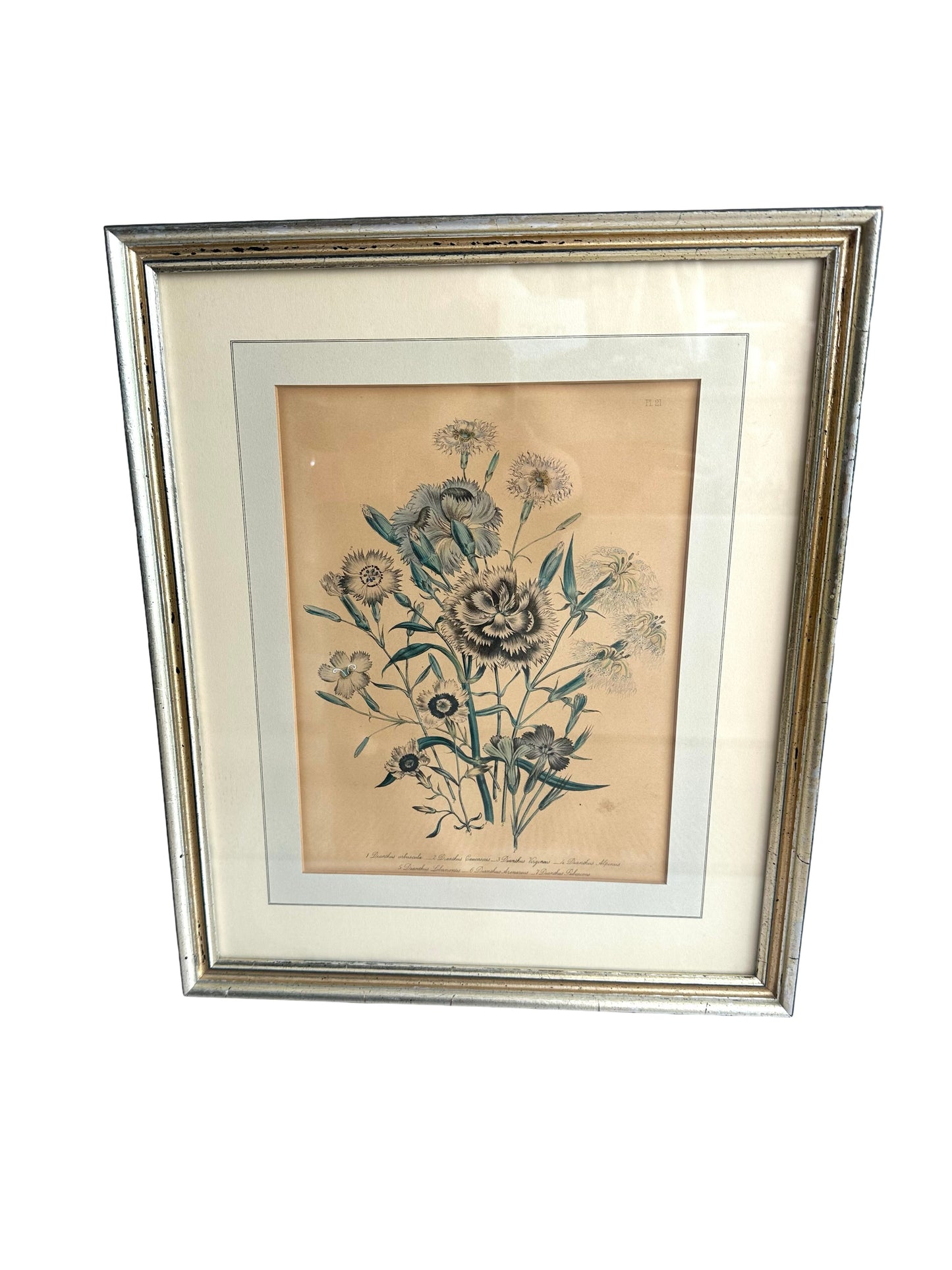 Antique Botanical Print