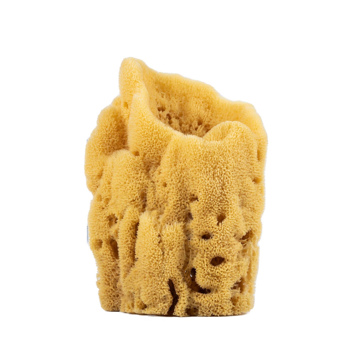 Display Sponge Grand - Between 6-8"