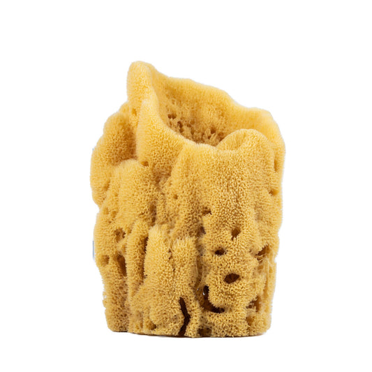 Display Sponge Grand - Between 6-8"