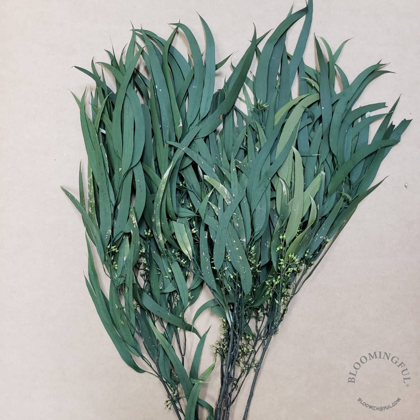 Preserved Seeded Willow Eucalyptus