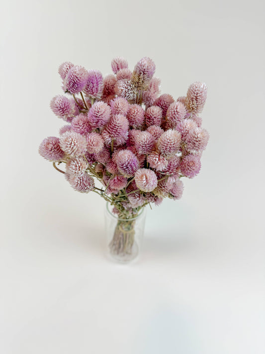 Blush Pink Globe Amaranth – Naturally Dried Flowers