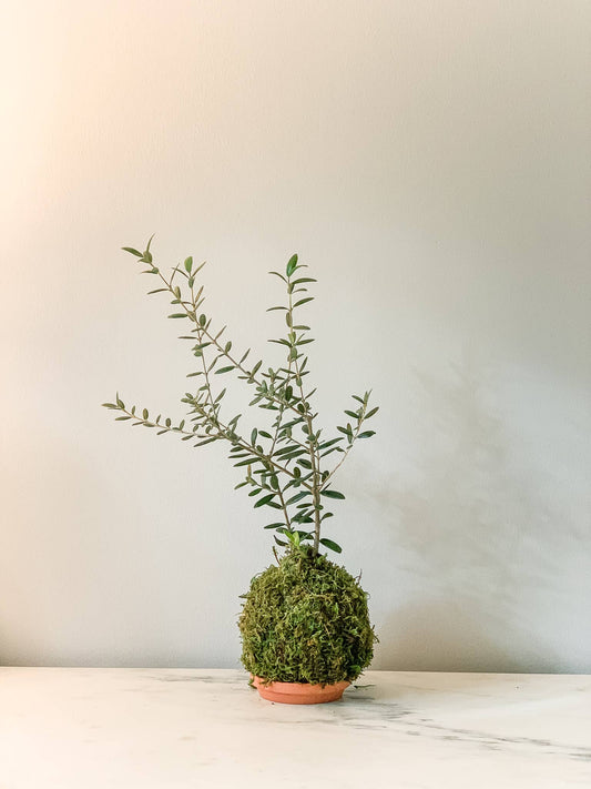 Olive Tree Kokedama