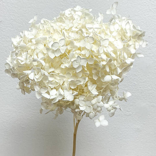 Preserved Hydrangea Flower - White (S06)