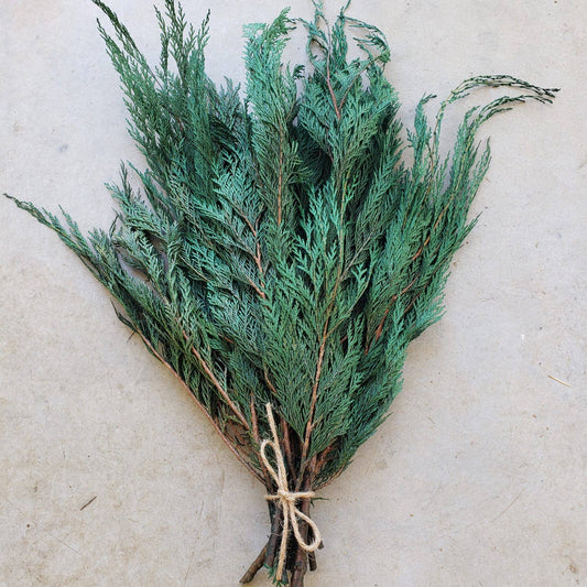 Preserved Cedar Greenery | Holiday Decor
