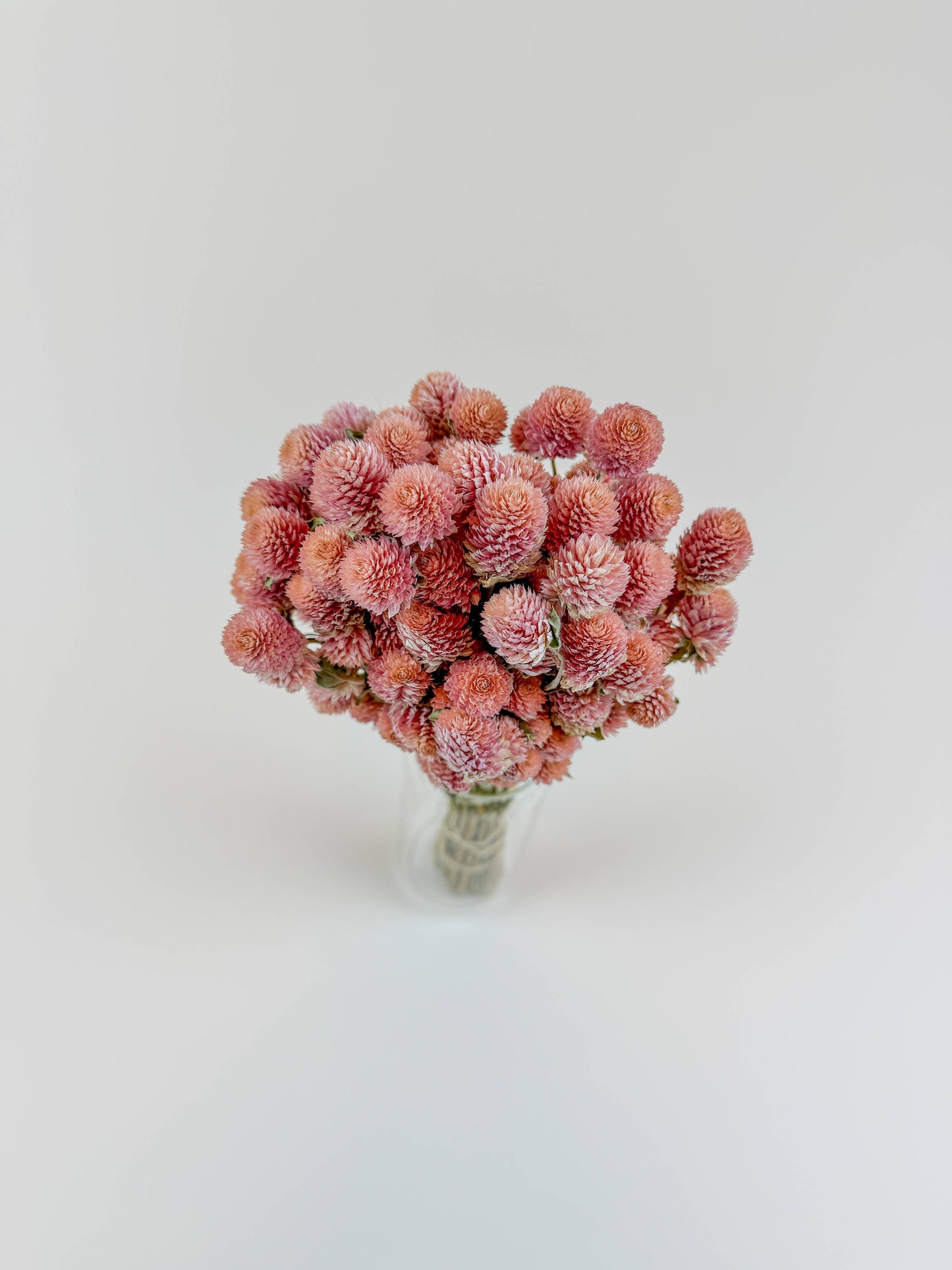 Rose Pink Globe Amaranth - Naturally Dried Flowers
