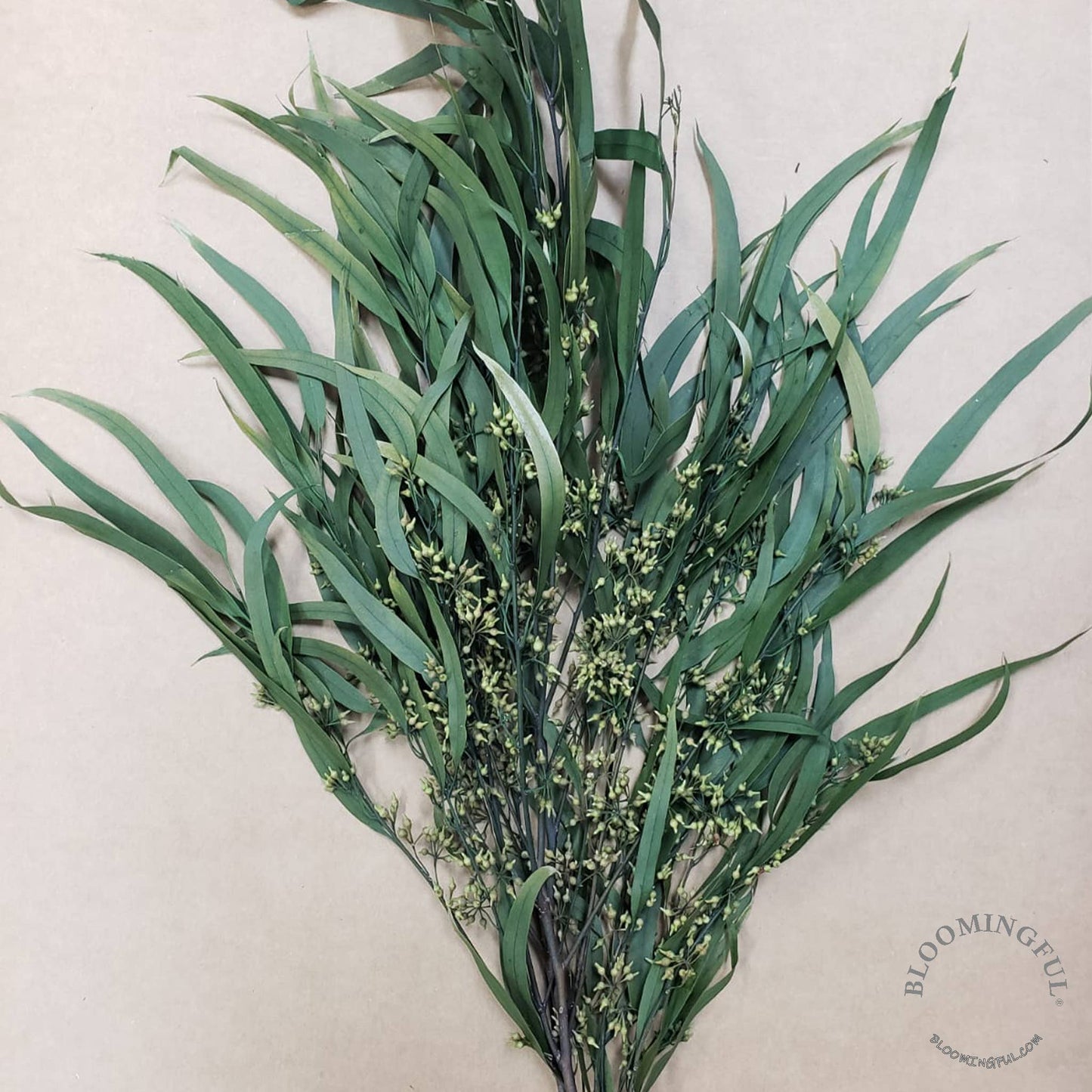 Preserved Seeded Willow Eucalyptus